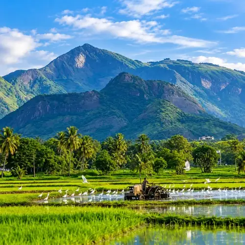Palakkad
