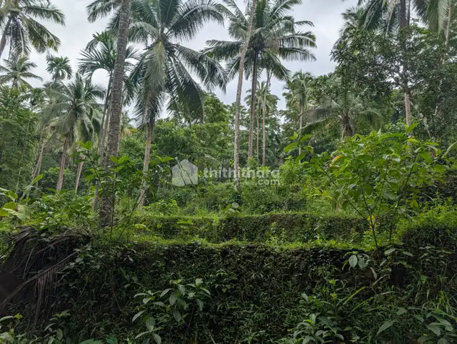 1.13 Acre Land for Sale in Kaiveli, Nadapuram, Kozhikode