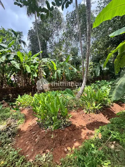 10.5 Cent Residential Land for Sale in Idimuzhikkal, Chelembra