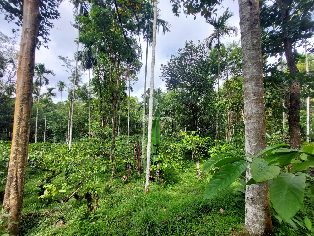 Agricultural Land for sale at Sulthan Bathery Wayanad